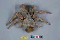 藏品(椰子蟹)的圖片